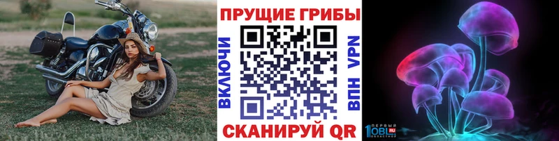 Галлюциногенные грибы Psilocybe  Купить закладки  Буинск 
